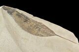 Fossil Poplar Leaf And Cranefly- Green River Formation, Utah #111378-2